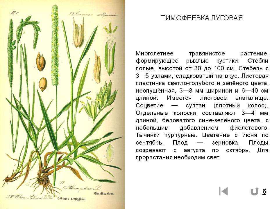 Лисохвост | virtual laboratory wiki | fandom