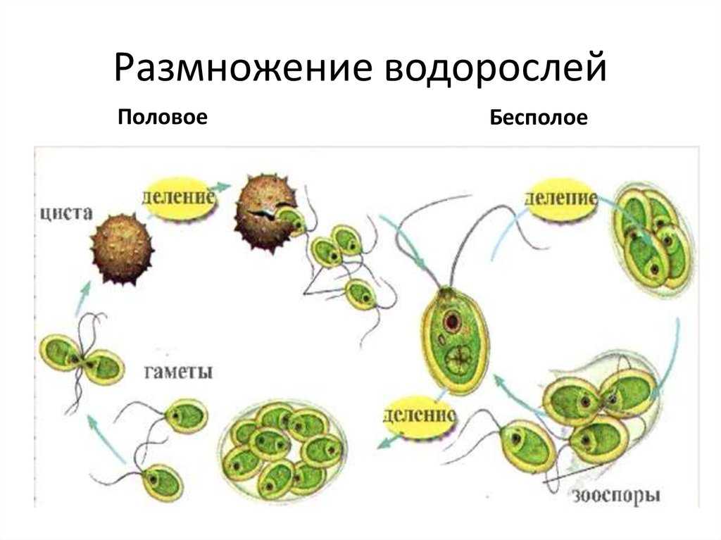 Размножение и цикл развития водорослей [1951 голлербах м.м., полянский в.и. - определитель пресноводных водорослей ссср. выпуск 1. общая часть]