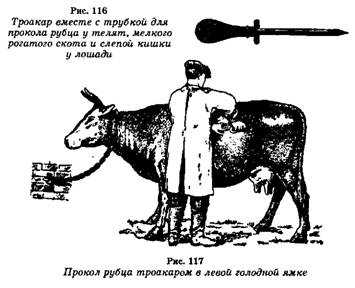 Презентация на тему руменоцентез. руменотомія великої рогатої худоби