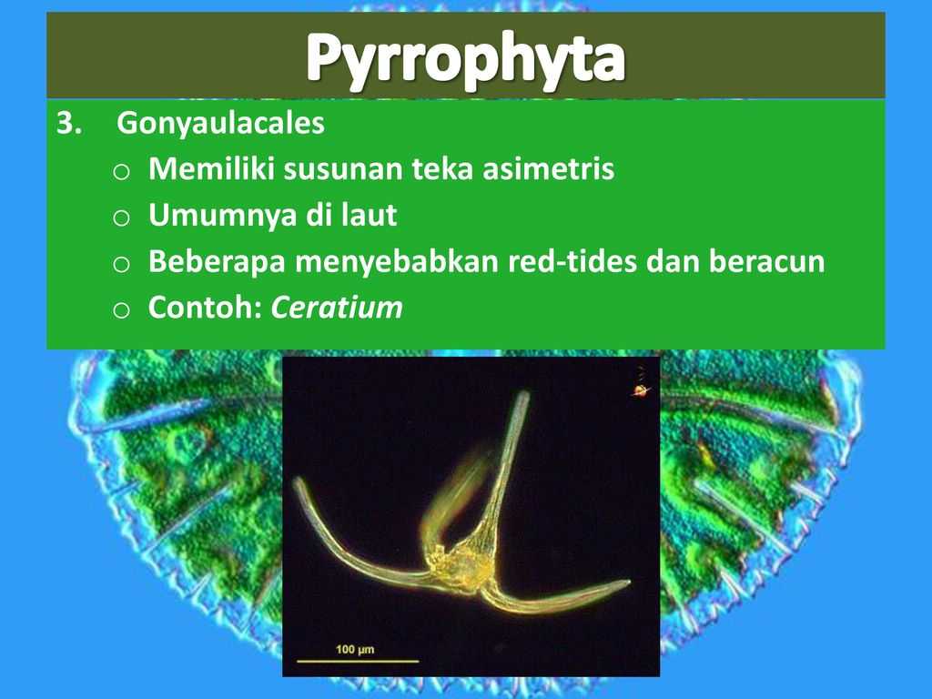 Pyrrophyta or fire algae (dino flagellata)