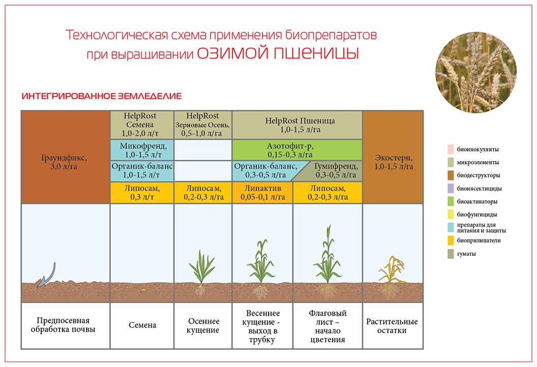 Методы и специальные направления селекции яровой пшеницы