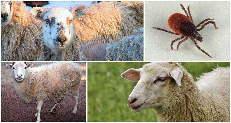 ᐉ чесотка у овец: симптомы, профилактика и лечение - zooon.ru
