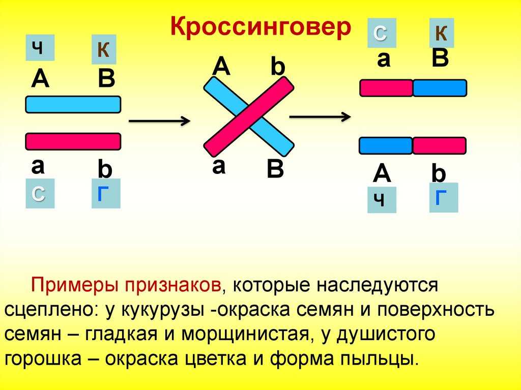 Схема расположения генов в одной хромосоме