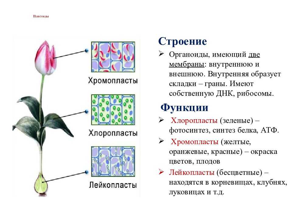 Хлоропласты: строение и функции хлоропластов