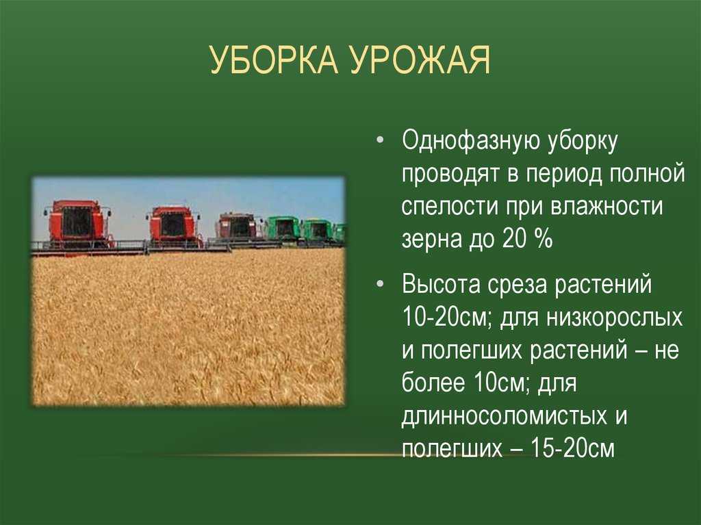 Обработка почвы в послеуборочном комплексе
ооо "биотехагро"