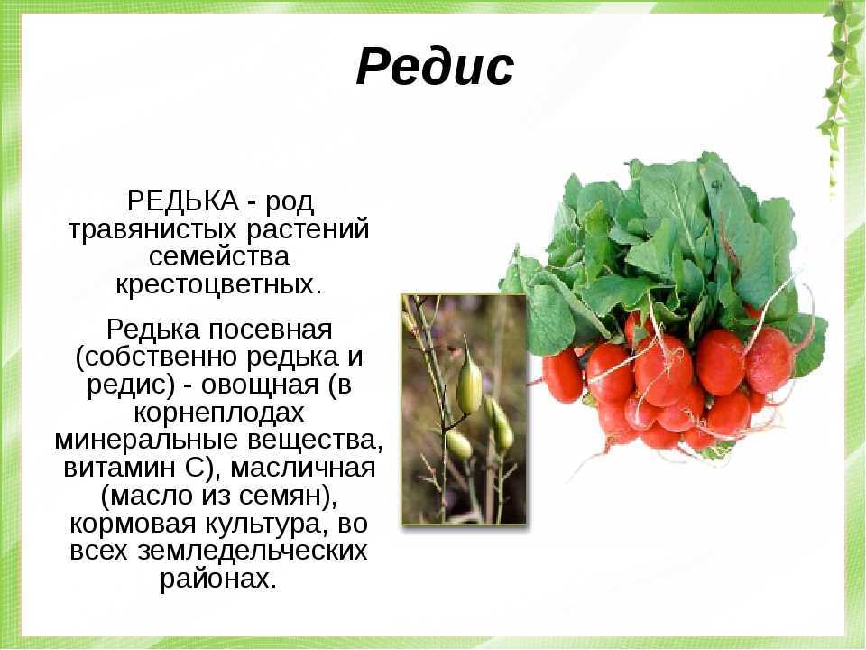 Класс редиски. Семейство крестоцветные редис род семейство. Описание редис семейство крестоцветные. Редька семейство крестоцветные. Редиска биологическое описание.