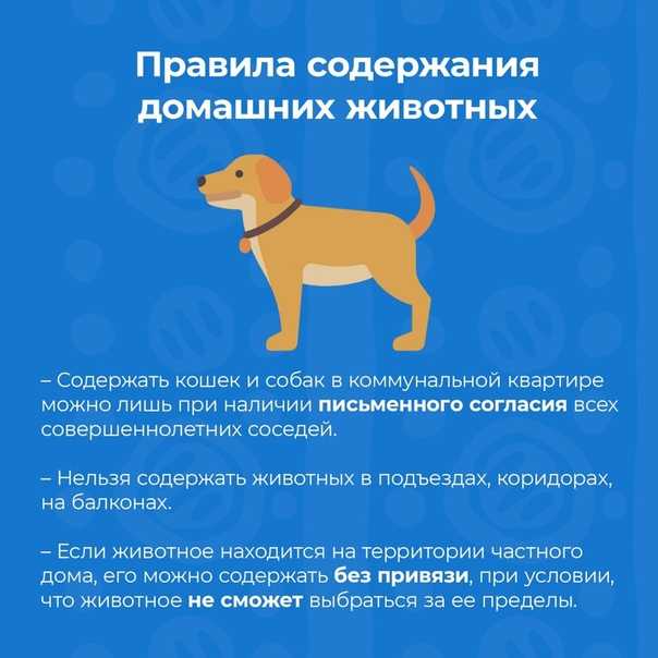 Животноводство в домашних условиях: овцы, кролики, лошади, козы, свиньи, их породы, содержание, уход, ветеринария