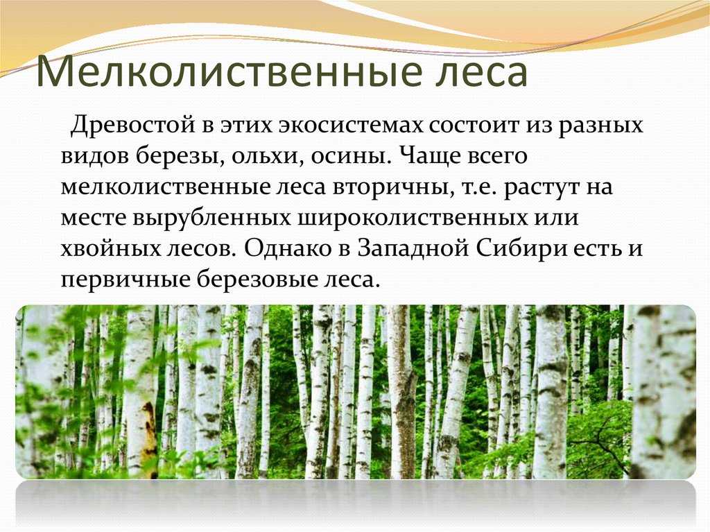 Самый северный лес: где находится тайга и особенности природной зоны - tarologiay.ru