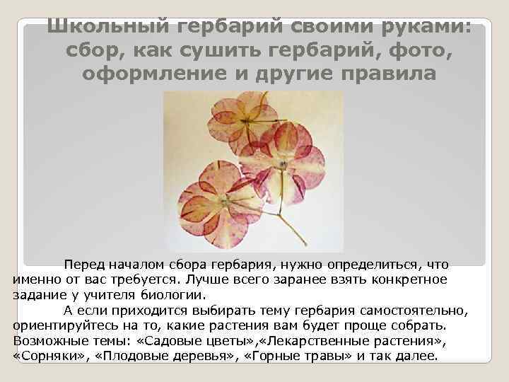 Как правильно подписать гербарий - обзортека