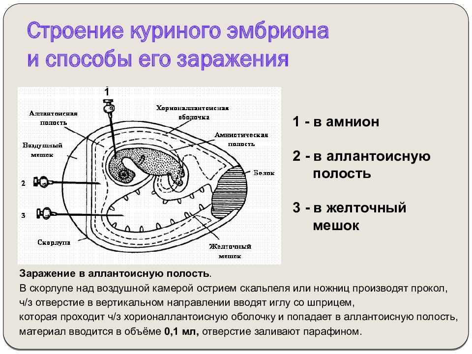 Кафедра микробиологии, вирусологии и ииммунологии методы заражения куриного эмбриона. подготовила: преподаватель угышева ш.е. - презентация