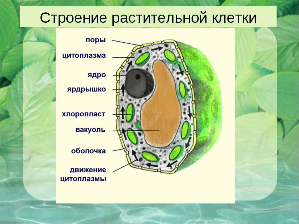 Растительная клетка и ее строение | 6 класс | биология