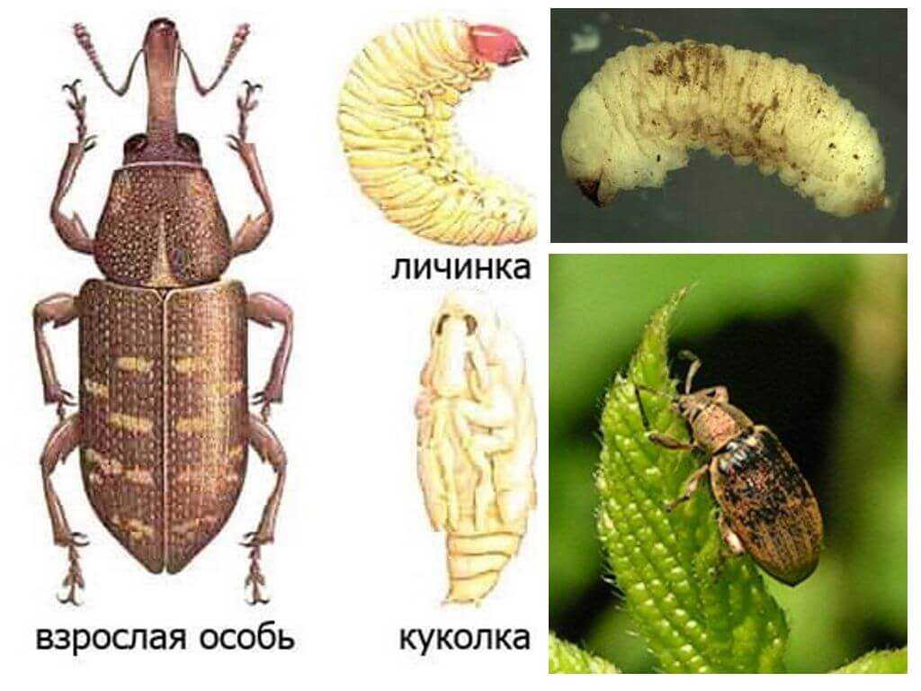 Долгоносик клубеньковый полосатый: образ жизни и размножение жуков