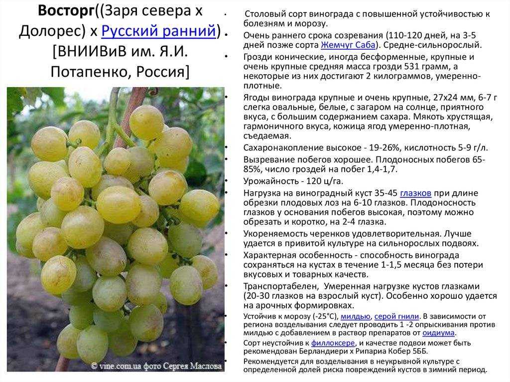 Виноград в сибири - посадка и уход для начинающих, выращивание в открытом грунте, как ухаживать весной