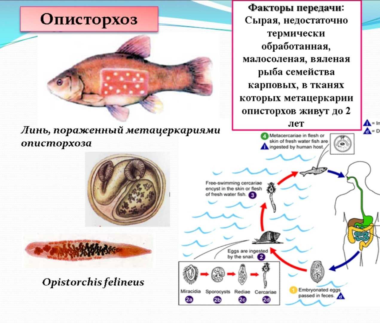 Описторхоз у животных — симптомы, причины и методы лечения