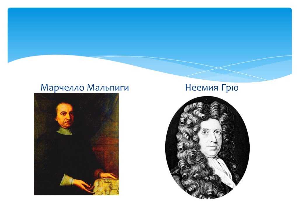 Грю, неемия