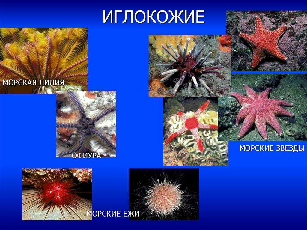 Биология. конспект "общее знакомство с животными"