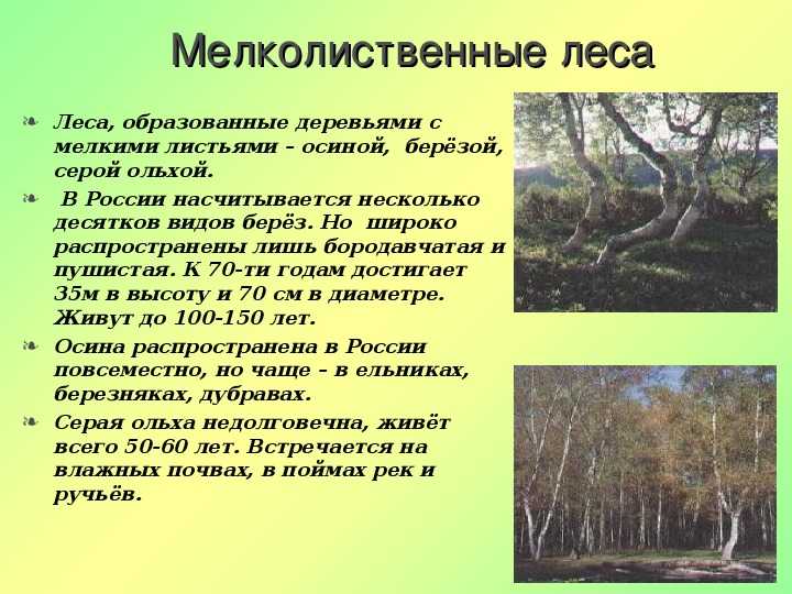 Хвойные породы деревьев