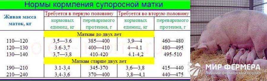 Cодержание свиней и поросят: в личных подсобных хозяствах, в домашних условиях, формы - выгульное, на глубокой подстилке, правила