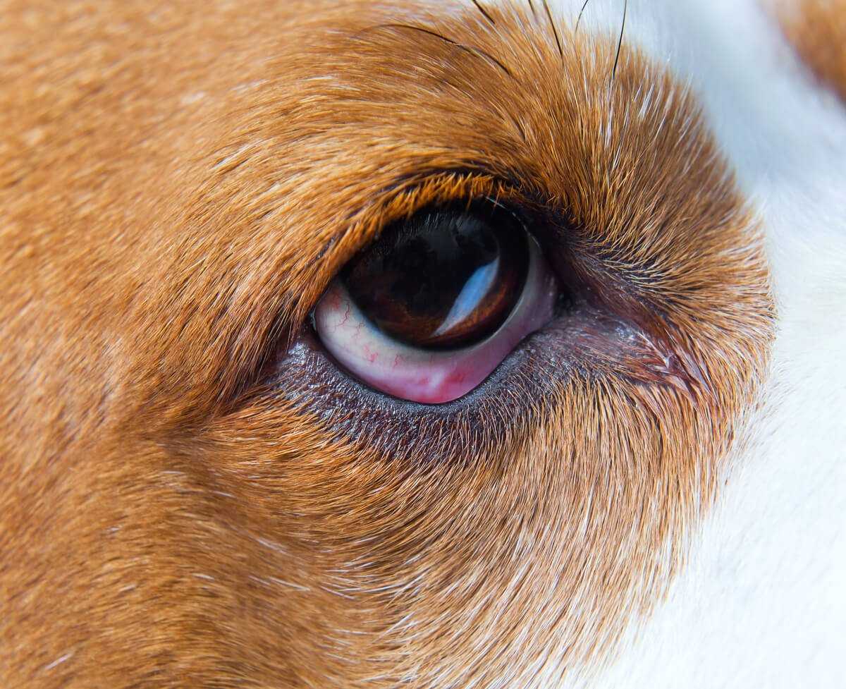 Заболевания глаз у кошек: симптомы, профилактика, лечение, фото