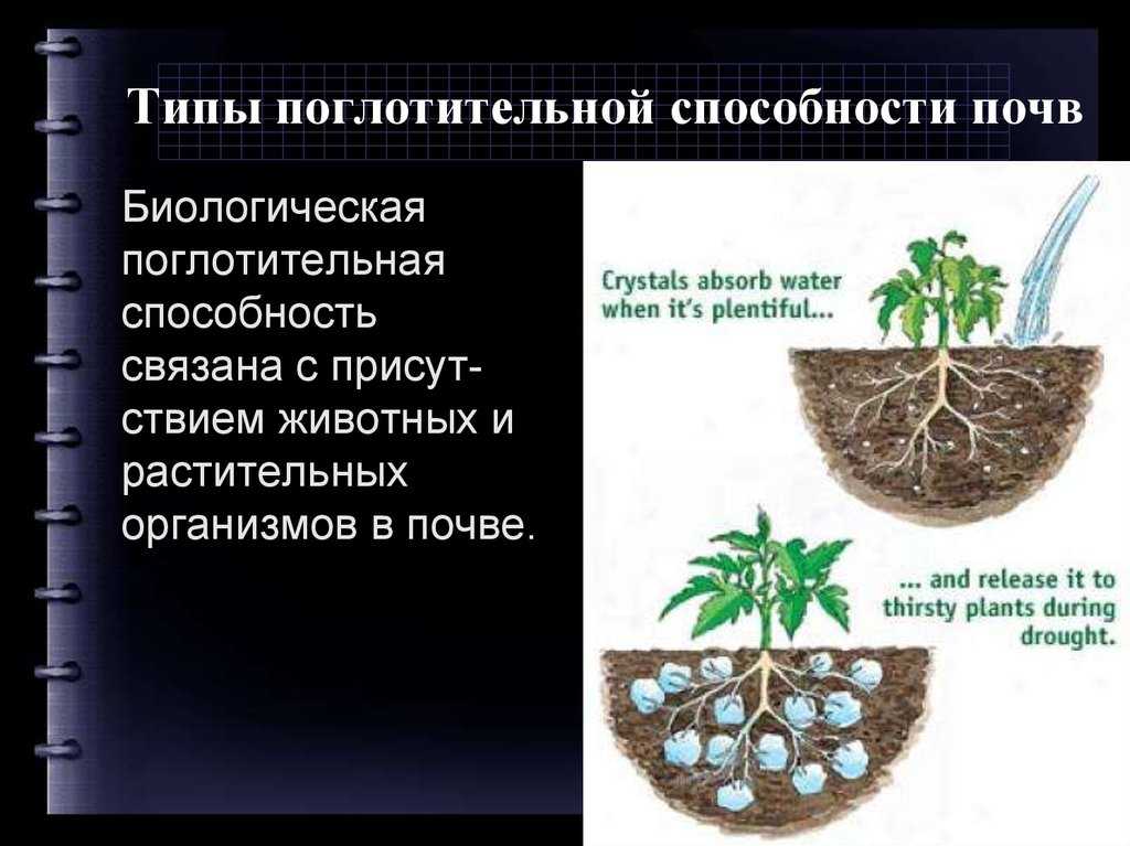 Презентация на тему "поглотительная способность почвы(химическая)"