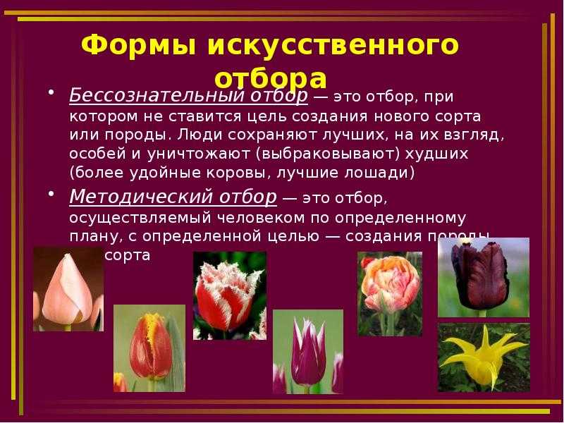 В чем методический отбор отличается от бессознательного? - quepaw