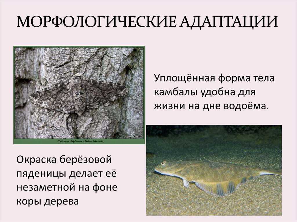 Морфологические адаптации животных примеры. пример адаптации людей и животных в окружающем мире