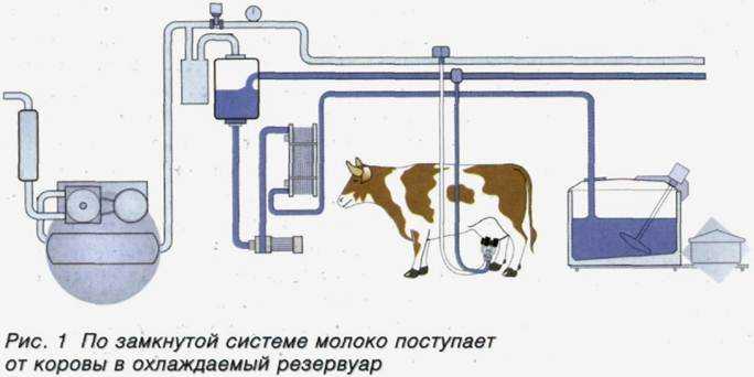 Контроль санитарного качества молока на фермах