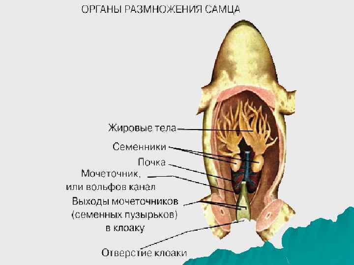 1.2. половые органы самца