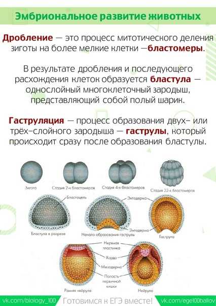 Типы определения пола у животных. наследование пола