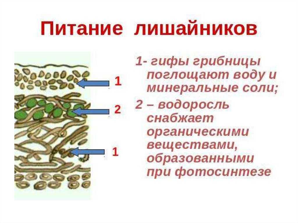 Строение и размножение лишайников