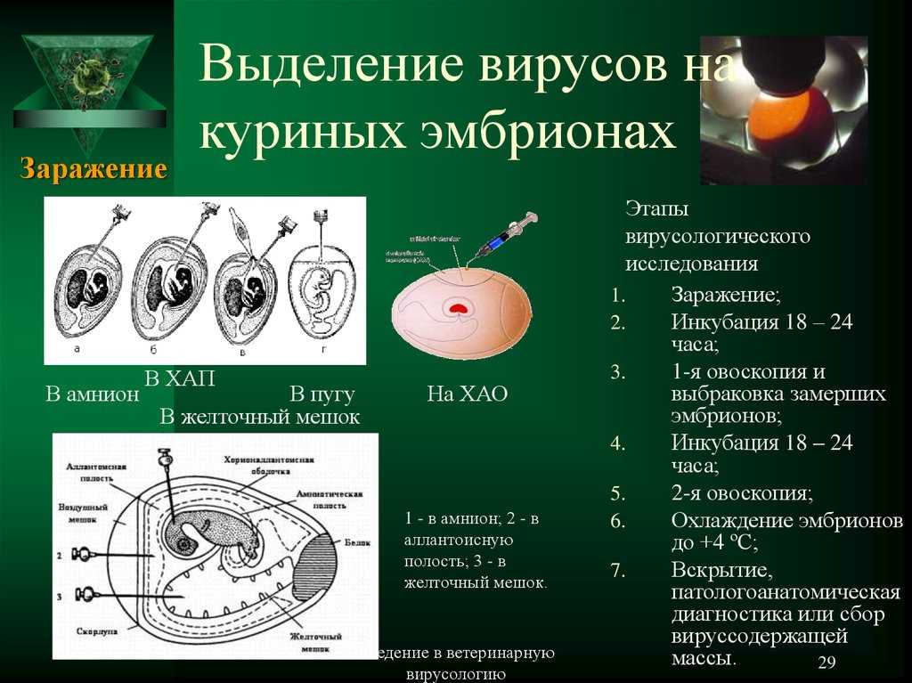 Методические указания по лабораторной диагностике оспы крупного рогатого скота, овец, коз, свиней и верблюдов