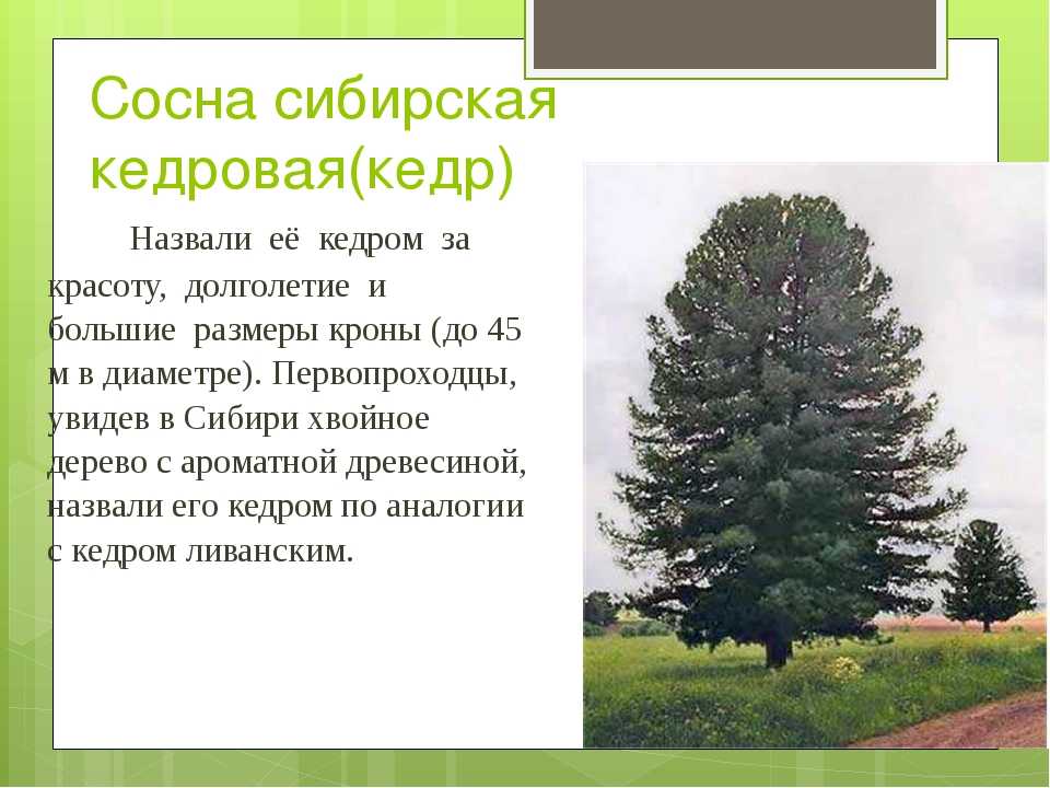 Кедр: выращивание и посадка, уход и лучшие сорта