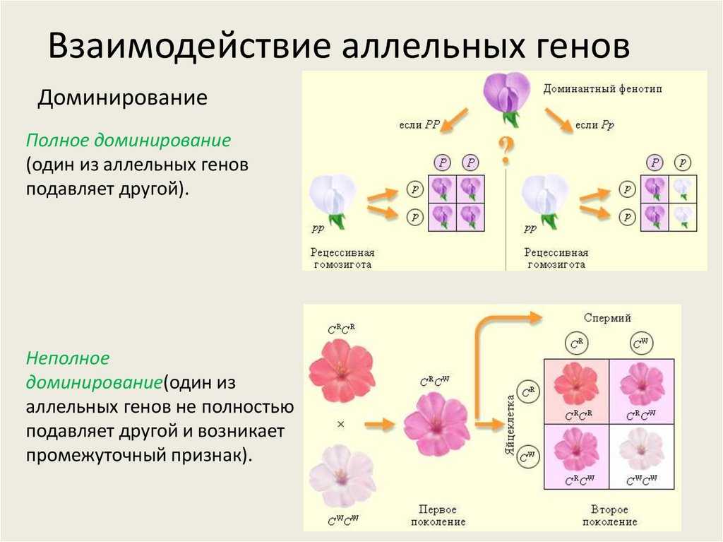 Типы взаимодействия генов