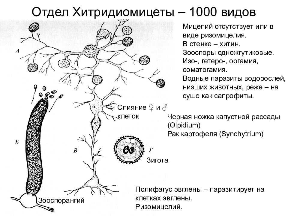 Отдел хитридиомикота способ питания