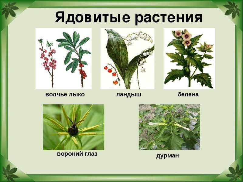 Памятка для родителей по предупреждению отравления ядовитыми растениями