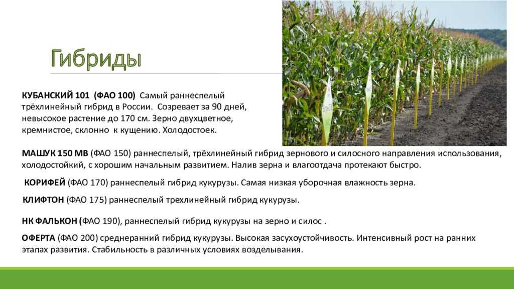Основная обработка почвы после кукурузы: особенности системы