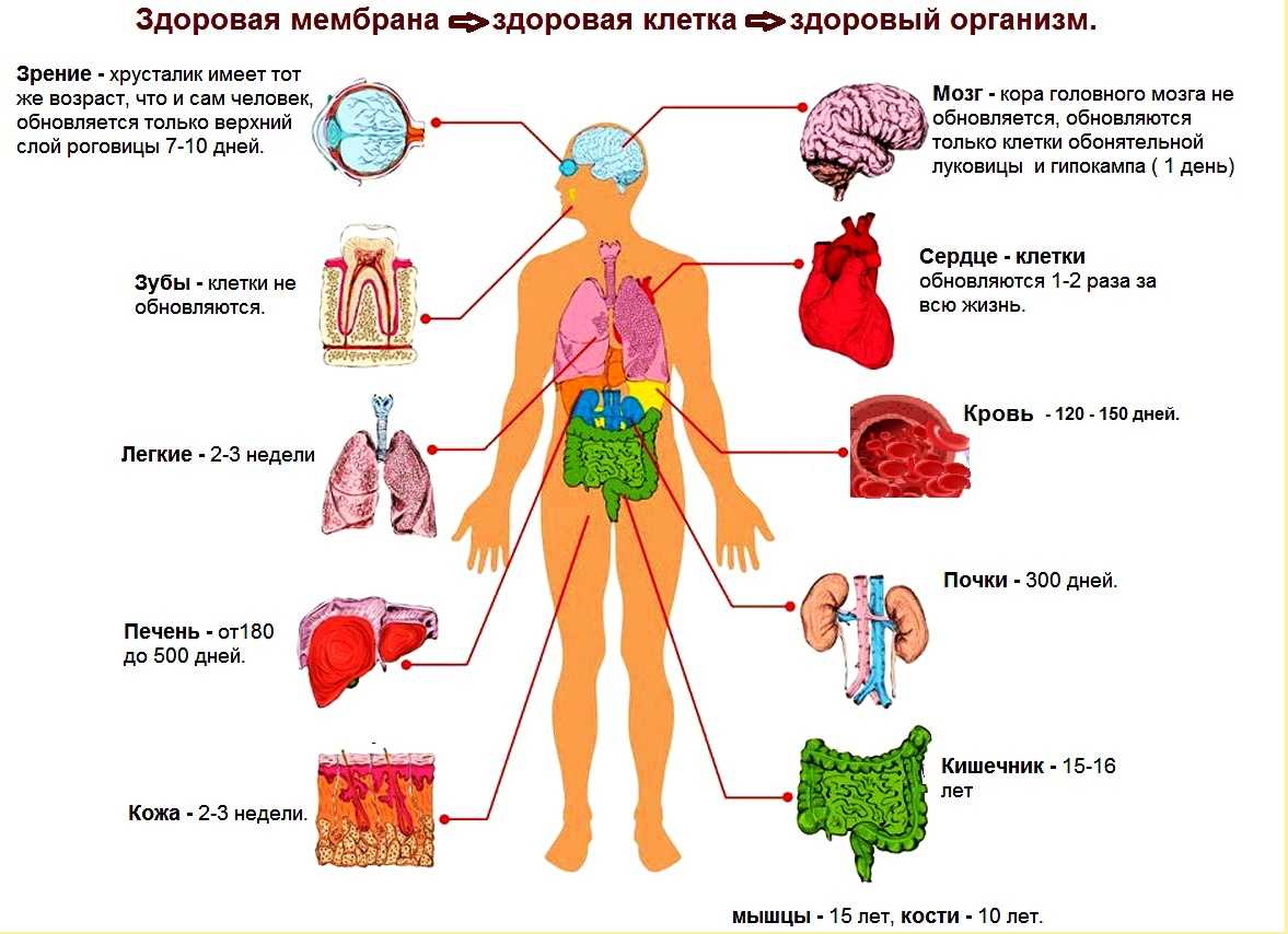 Рудиментарные органы человека (9 фото)