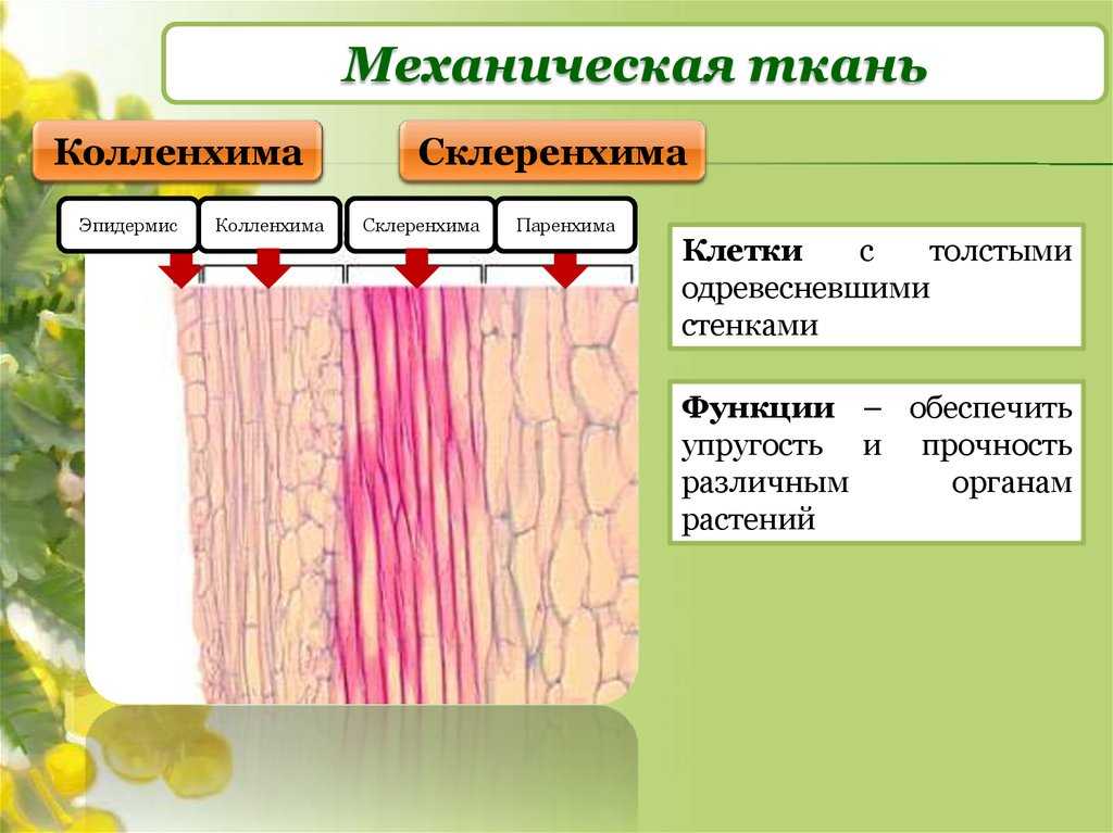 Выделительные, механические и проводящие ткани растений