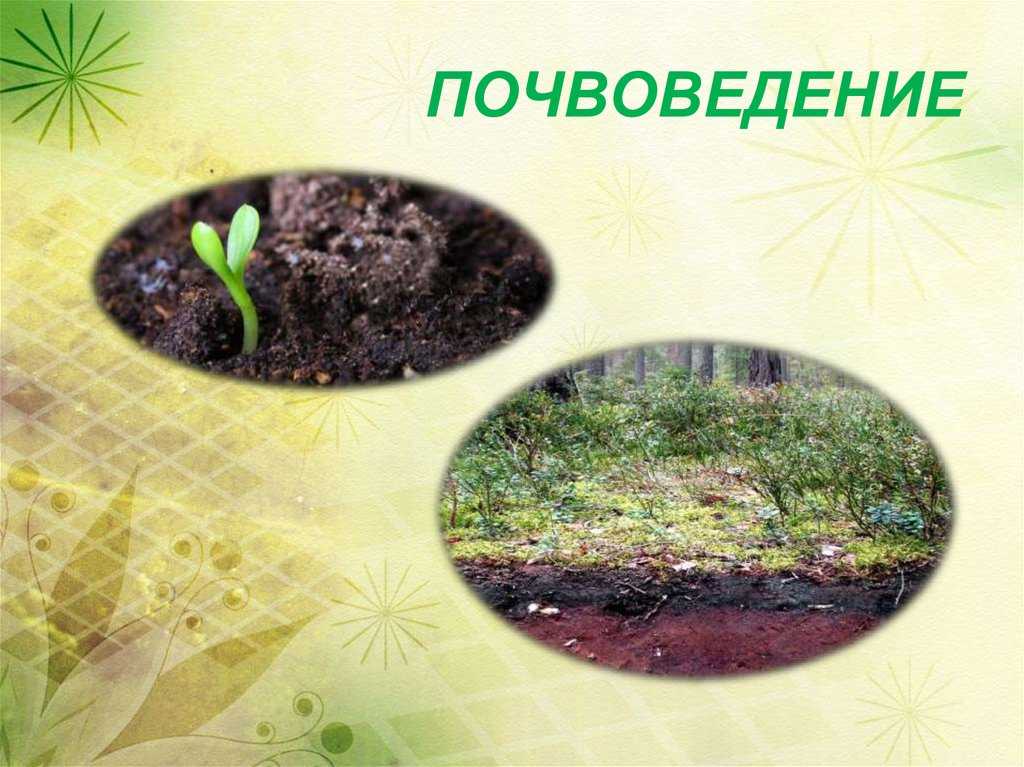 Типы почв: хороша золотая середина