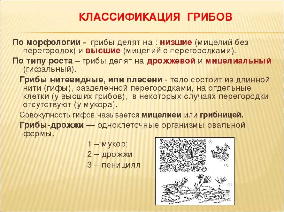 *§ 15—1. опасные для здоровья человека микроскопические грибы (микромицеты)