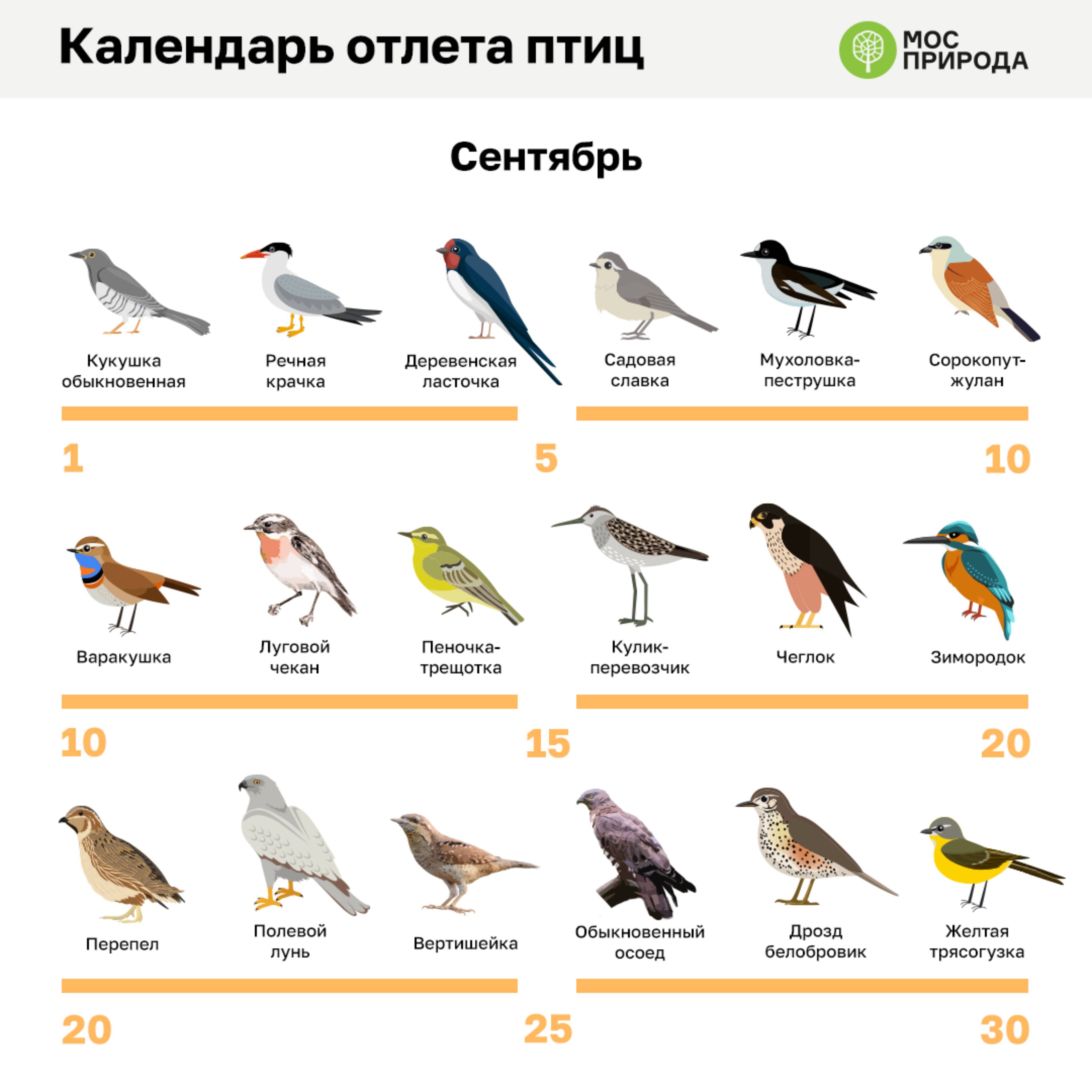 Птицы культурных ландшафтов - птицы - покорители воздуха