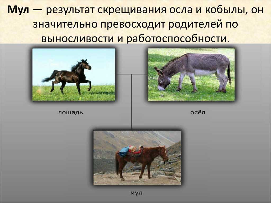 Отдаленная гибридизация в биологии: что это такое и как она происходит