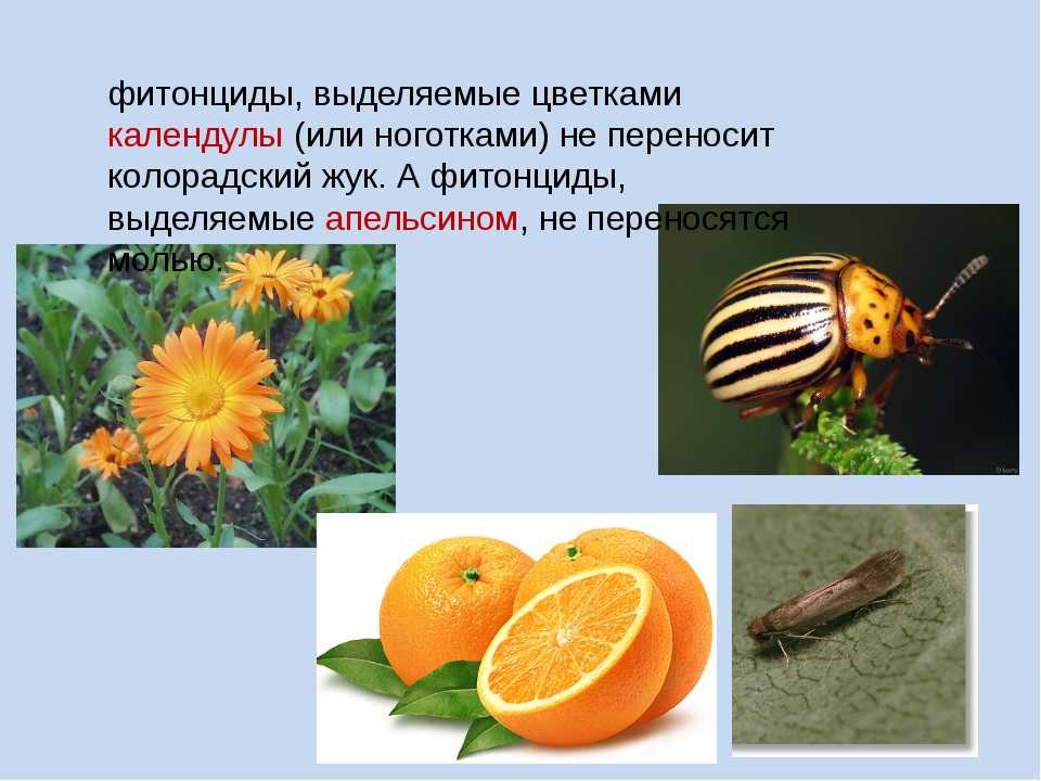 Глава 5. индукция и биосинтез фитоалексинов