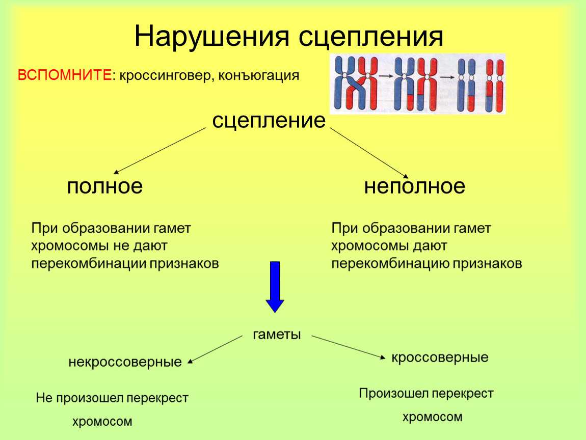 Генетическая рекомбинация и кроссинговер