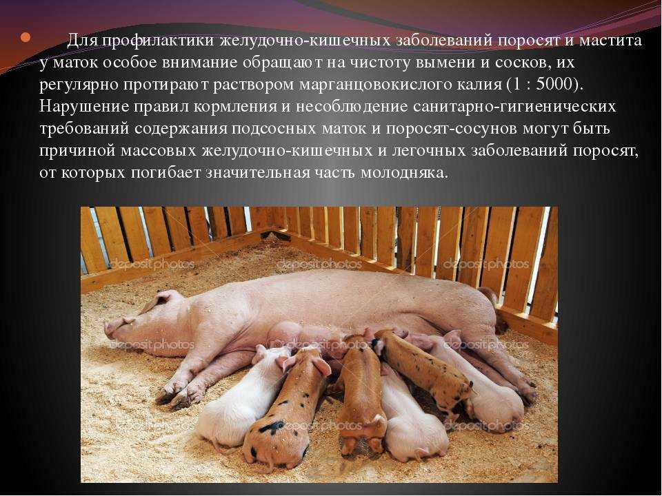 Воспроизводство стада свиней