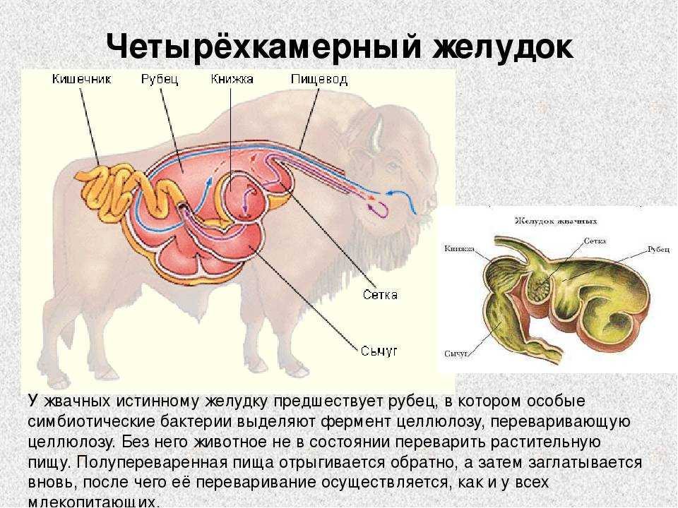 Желудок жвачных животных: особенности пищеварения