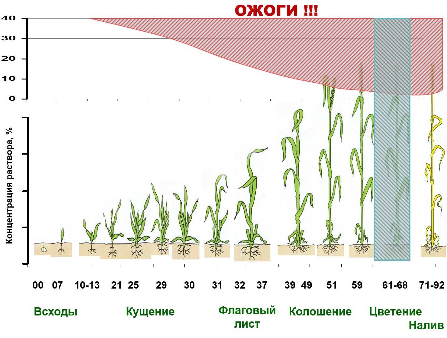 Как быстро прорастают семена пшеницы
