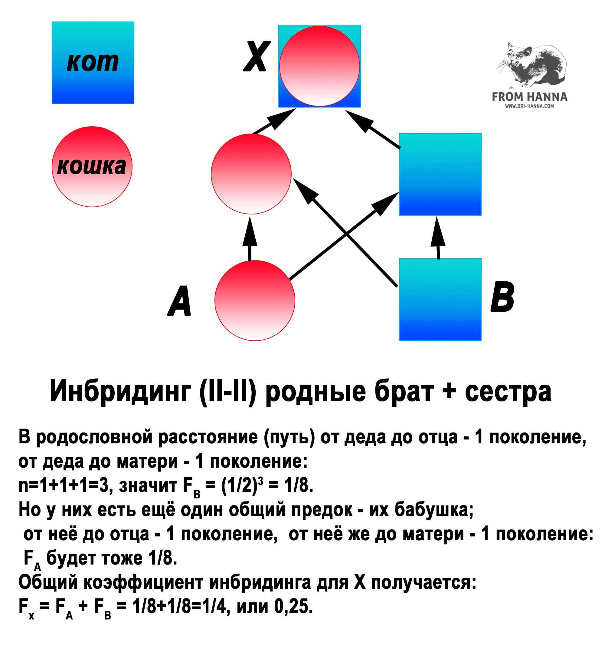 Инбридинг: что это и как это влияет на людей