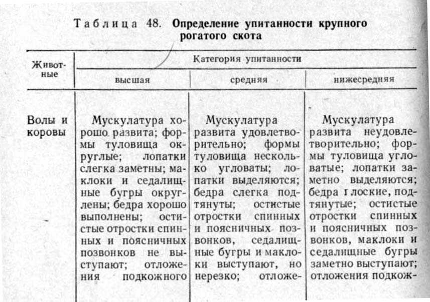 Сифункулятоз у крс: симптомы и признаки заражения, лечение, профилактика