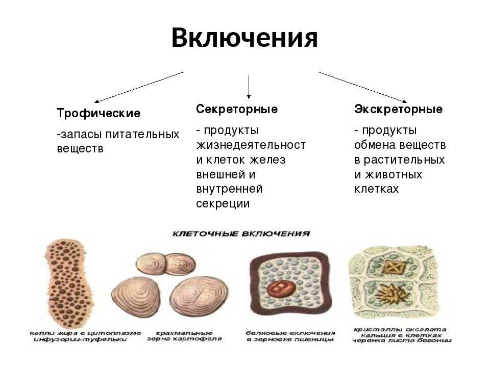Клеточные включения (включения цитоплазмы) - непостоянные образования, то возникающие, то исчезающие в процессе жизнедеятельности клетки. к ним относятся. -  ppt download